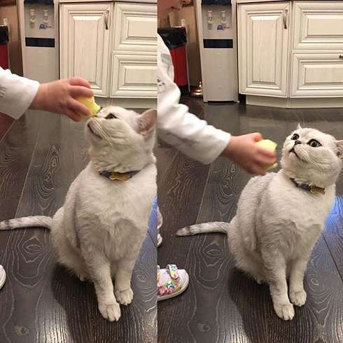 Шанти Бородиной не хочет яблочко