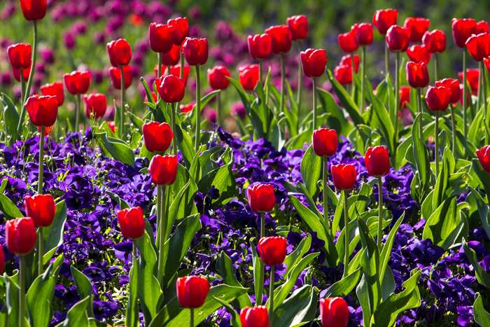 В Аптекарском огороде открывается XVII Весенний фестиваль цветов