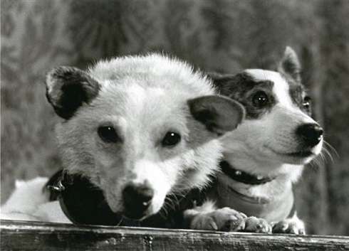 Белка и Стрелка