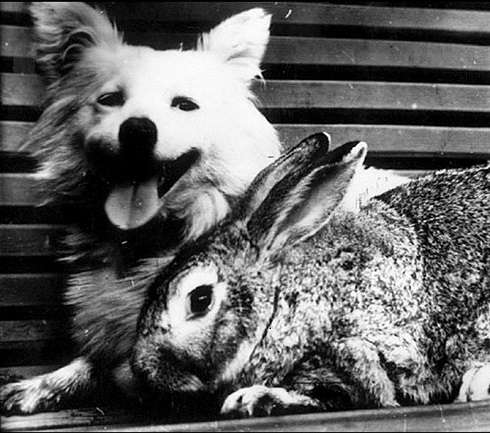 Сока Снежинка и кролик испытатель