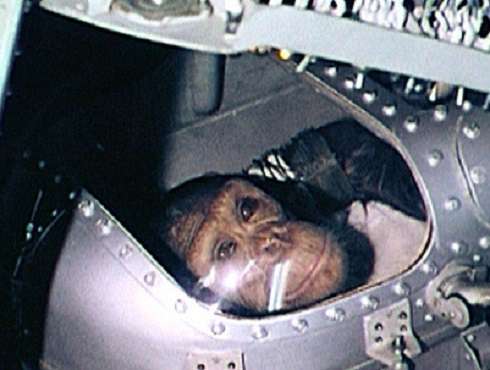 Обезьян Хэм