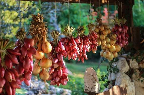 5 целебных свойств обычного лука