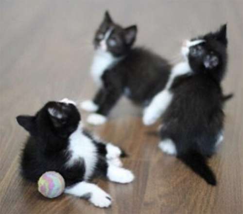 Гулькина уже отвела малышей к ветеринару – котята абсолютно здоровы