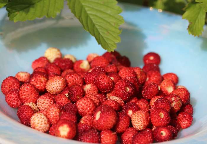 Термически не обработанная земляника с сахаром очень полезна