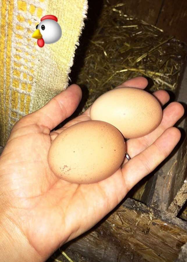 Шейк сама пошла собирать яйца Шейк сама пошла собирать яйца