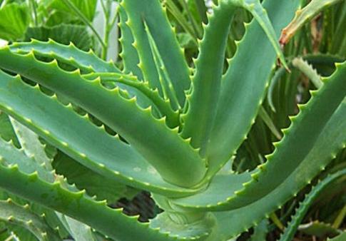 3 причины посадить дома алое