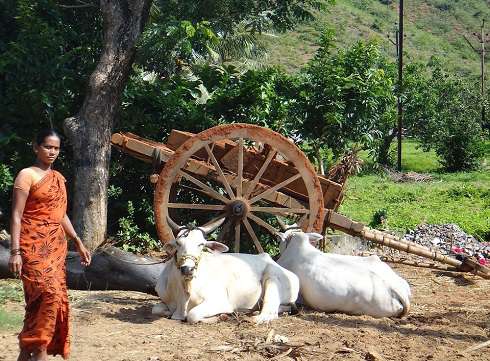 Корова - самое почитаемое животное в Индии