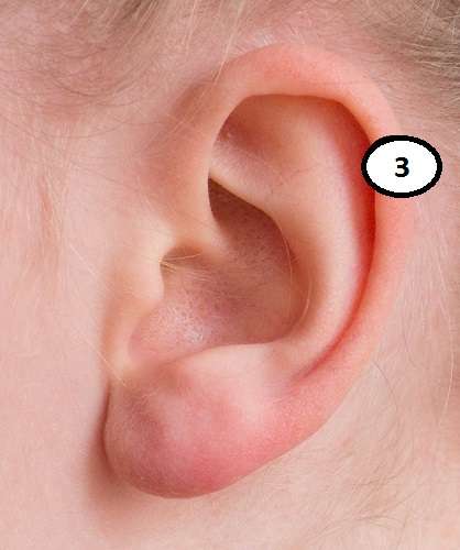 Суставы Суставы