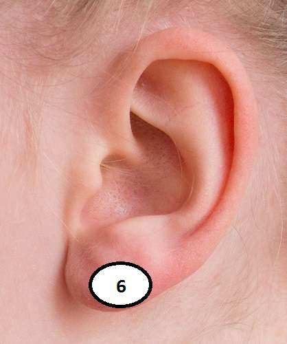 Сосуды Сосуды