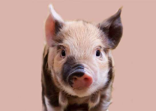 Свинья - животное миролюбивое, домашнее и трудолюбивое