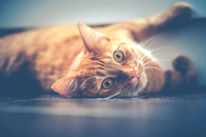 Кошка – лучший друг состоявшихся самодостаточных личностей