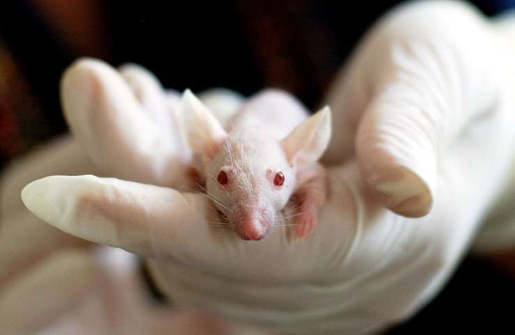 Препараты тестируют на мышах