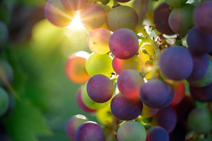 Вино производят из разных сортов винограда