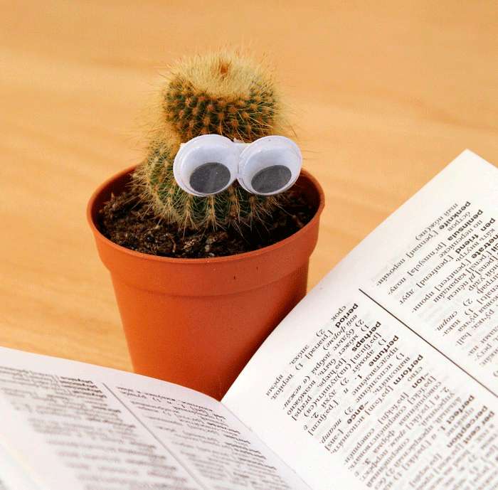 Энергия кактуса не смертельна, но довольно вредна