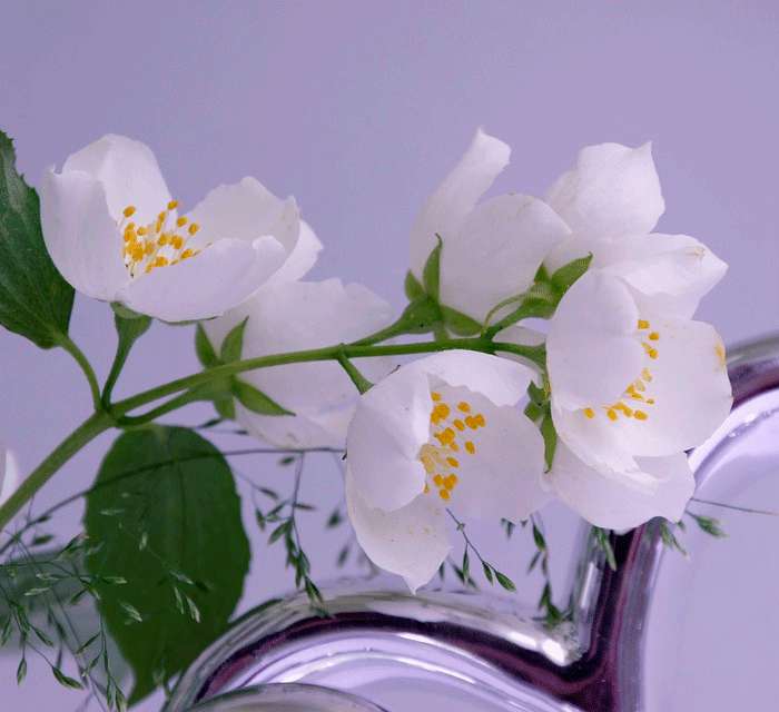 Жасминовое масло без добавок, если вы решитесь его вдохнуть, ворвется в ваше сознание мощным и терпким вихрем Жасминовое масло без добавок, если вы решитесь его вдохнуть, ворвется в ваше сознание мощным и терпким вихрем