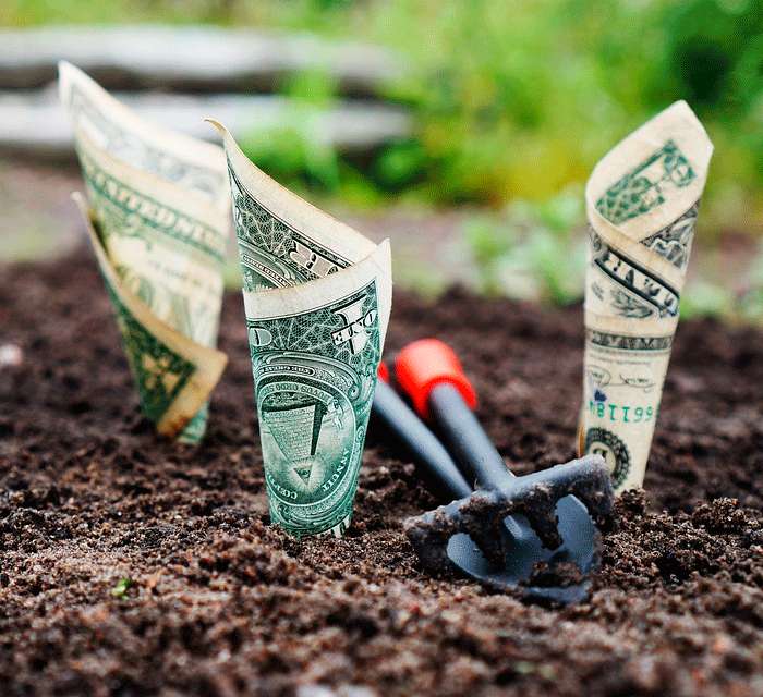 Секреты ухода за Долларовым деревом, или почему оно не цветет