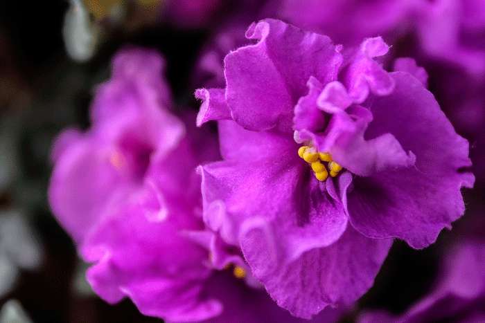 Фиалка может стать серьезным препятствием на пути к счастливой личной жизни