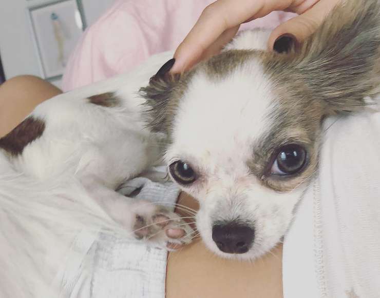 Мисс Лиза Тайгер Мисс Лиза Тайгер