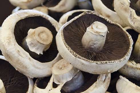Опасно хранить грибы долго