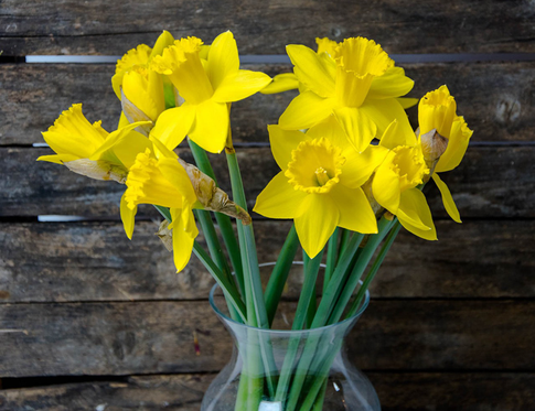 Дурман-трава: овеянный мифами нарцисс в ароматах