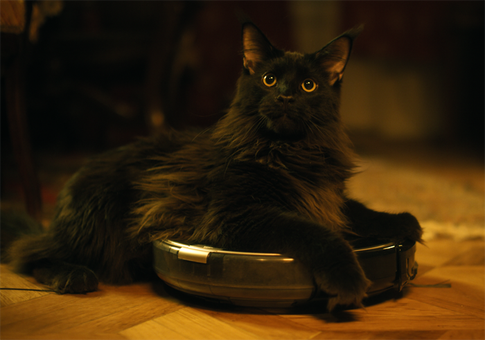 Музейный кот Бегемот подружился с роботом