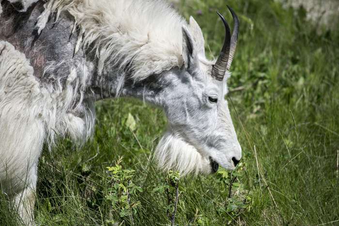 Кашемир – это пух (подшерсток) высокогорных коз