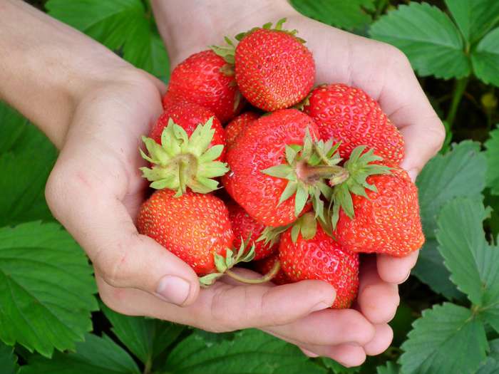 В каких случаях лучше отказаться от свежих ягод и фруктов?