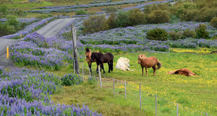 Лошадки исландской породы необыкновенно милые и дружелюбные