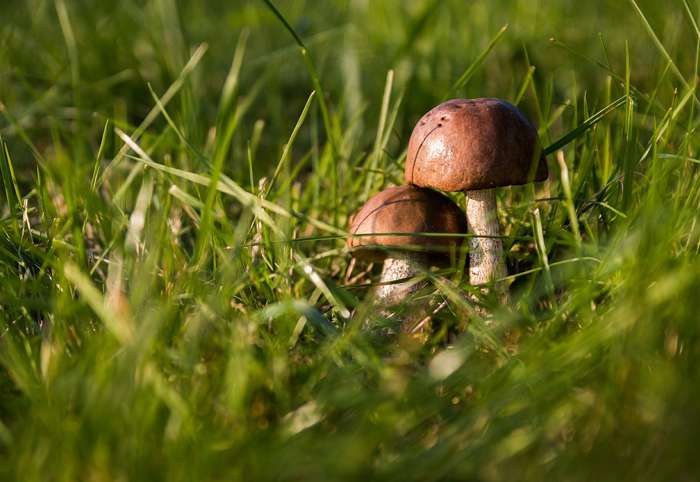 Отравление грибами — одно из наиболее тяжелых и смертельно опасных