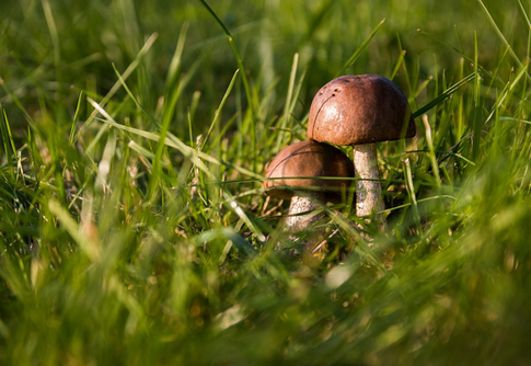 Что делать при отравлении грибами