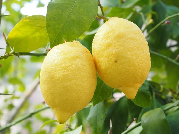 Лимон полон витамина С