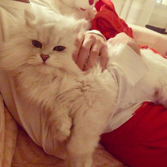 Котики балерины