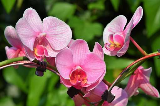 Орхидея - королева цветов на празднике
