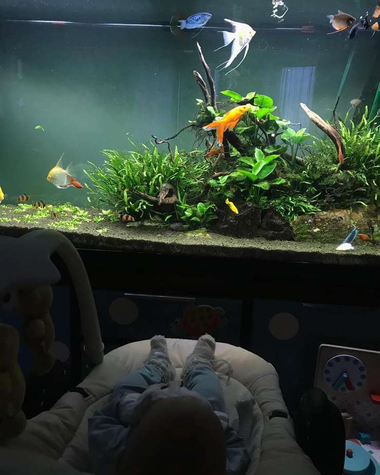 Степан полюбил наблюдать за рыбками