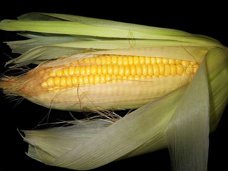 Кукуруза - легко и быстро