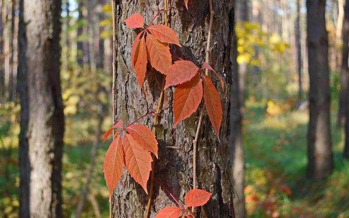незаконная вырубка деревьев грозит серьезными последствиями незаконная вырубка деревьев грозит серьезными последствиями