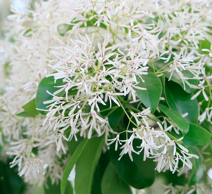 снежное дерево снежное дерево