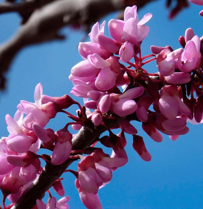 церцис церцис