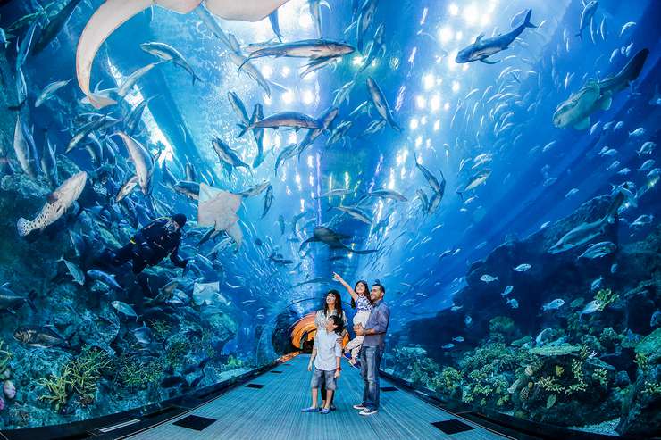 В Дубайском аквариуме насчитывается 33 тысячи обитателей морей и океанов