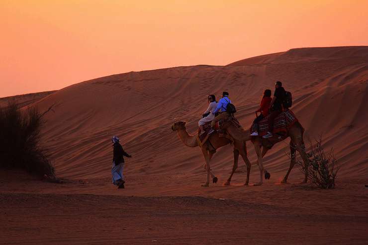 В пустыне можно прокатиться на верблюдах