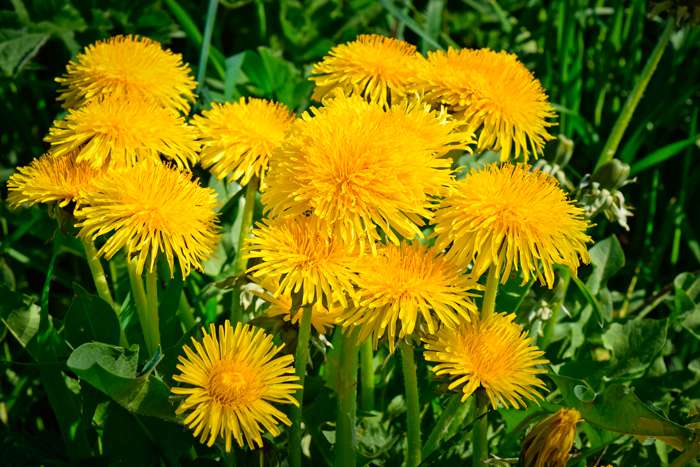 В цветках одуванчика больше витамина А, чем в морковке