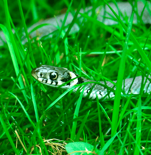 Опасен и прекрасен: так ли безобиден уж