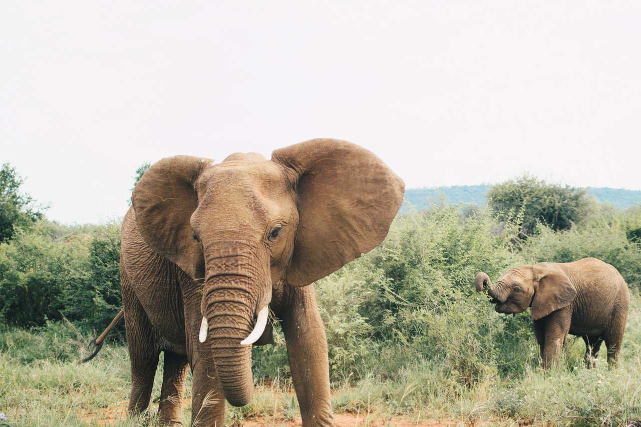 Где увидеть слонов в естественной среде обитания - Стиль жизни - WomanHit.ru
