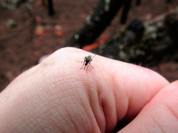 Место укуса чешется из-за вещества, которое впрыскивает самка комара