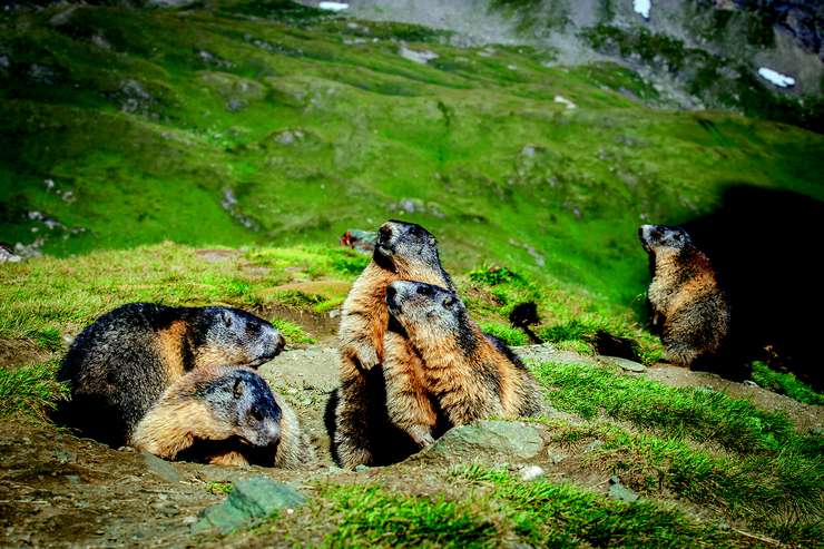 наблюдение за сурками - интересное занятие