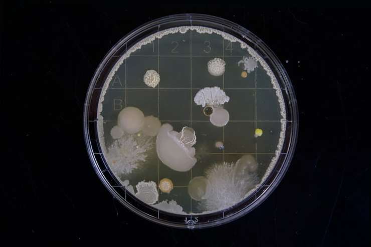 часто рост бактерий можно остановить в самом начале