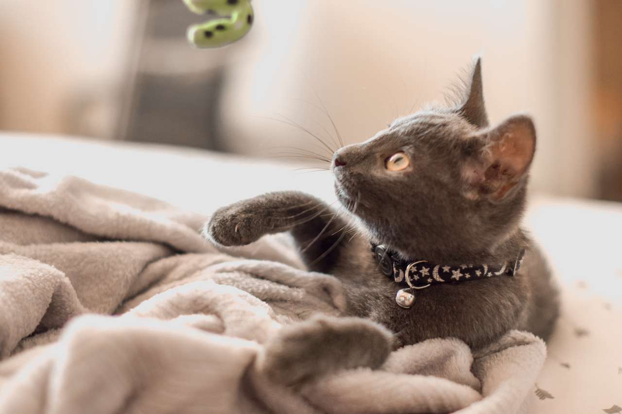 воспитывать животное надо еще в детстве