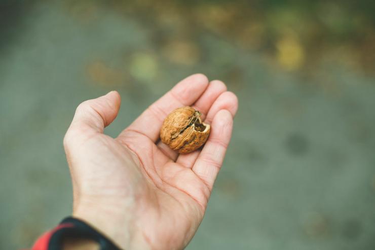 Потребление грецкого ореха полезно - это подтвердили исследования