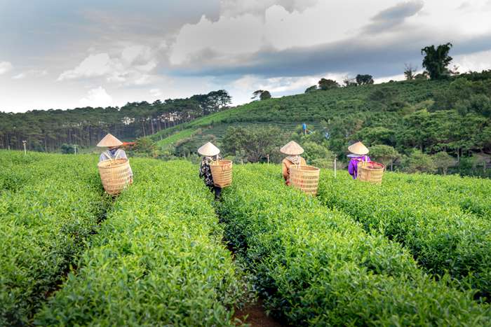 Исторически лучшие места для чайных плантаций находятся в Японии, Индии, Тайване и на Шри-Ланке