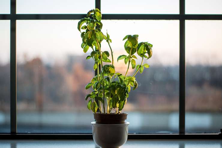 Некоторые лампы для выращивания могут негативно повлиять на рост растений, особенно те, которые выделяют слишком много тепла